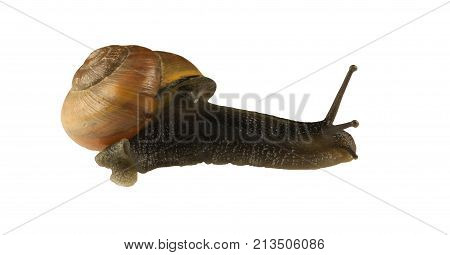 forest snail, Cepaea nemoralis on a white background