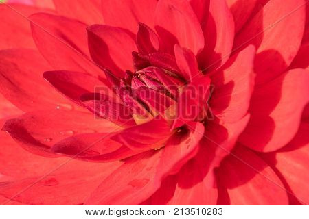 Close up of a red Dahlia Rose. macro shot.