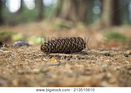 Pine cone lie on pins and needles on the ground in the forest