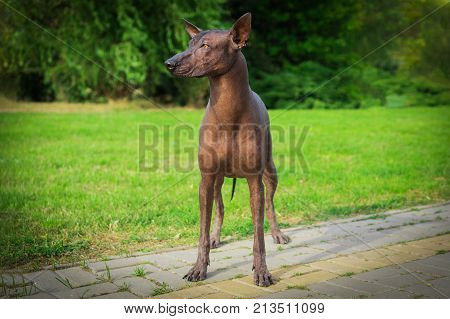Close up portrait One Mexican hairless dog (xoloitzcuintle Xolo) in full growth ion a background of green grass and trees in the park