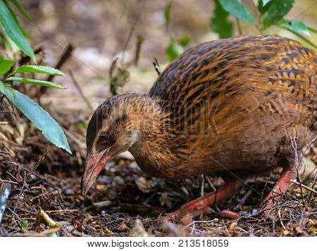 Weka New Zealand Native Bird