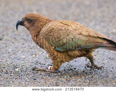 Native New Zealand Kea