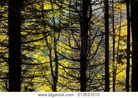 Trees in autumn season background. Beauty in nature. Autumn lansdscape