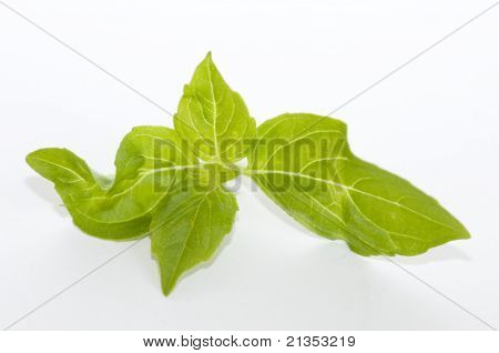 Basilico limone