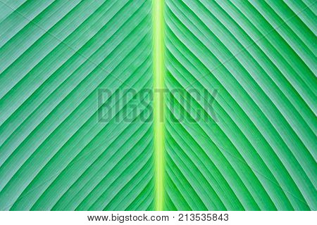 close up green leaf texture background pattern