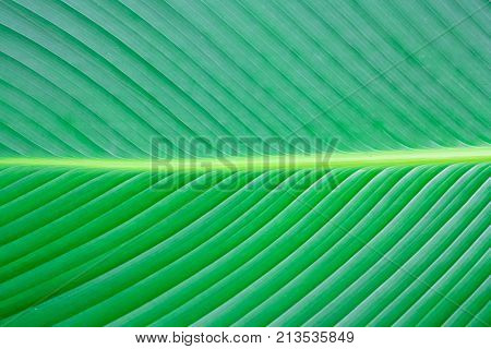 close up green leaf texture background pattern