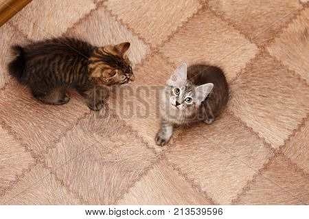 Two cute little kitten Bobtail. View from above. Pets. Hypoallergenic cat breed. Portrait of a striped and furry cat.