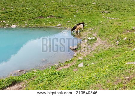 Two cows drink water near lake in mountains