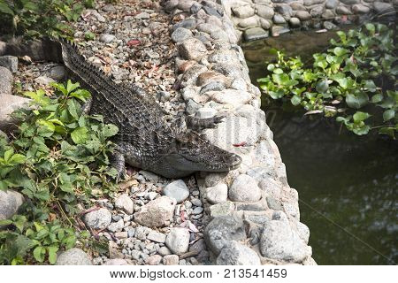 Green crocodile near the water in zoo
