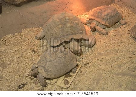 Turtles walking slowly across the field in zoo