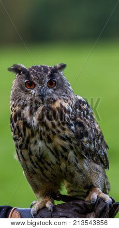 Eagle owl sitting on hand in Wildpark.