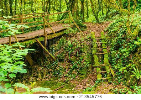 Mossy ladder and bridge in the boxwood grove of the ravine Chudo-Krasotka in summer day Sochi Russia