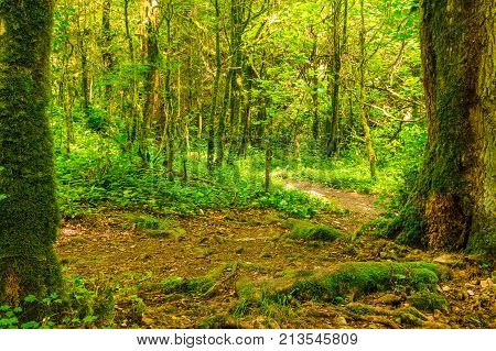 Trail in beautiful boxwood grove in the ravine Chudo-Krasotka in sunny summer day Sochi Russia