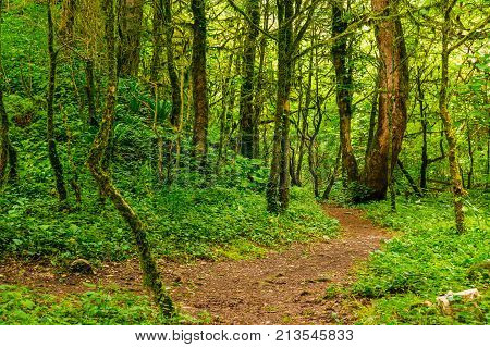 Trail in beautiful boxwood grove in the ravine Chudo-Krasotka in sunny summer day Sochi Russia
