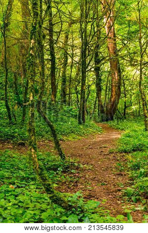 Trail in beautiful boxwood grove in the ravine Chudo-Krasotka in sunny summer day Sochi Russia
