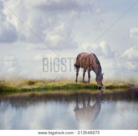 Brown horse drinking water in a lake