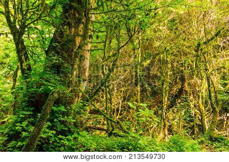 Beautiful boxwood grove and steep wall of the ravine Chudo-Krasotka in sunny summer day Sochi Russia