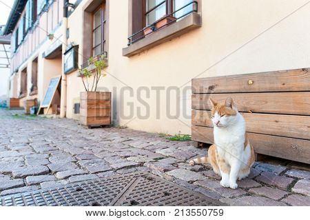 Red cat sitting and drowsing on brick paved road in ancient street of France Alsace region. Vibrant outdoors horizontal image.