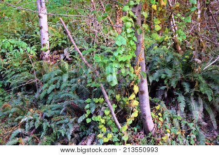 Trees surrounded by ferns and plants taken in a rural forest
