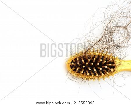Hairs fall in comb isolated on white background,hair loss was seriously problems for everyone concept idea for health
