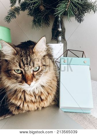 Cute Cat Sitting On Table. Maine Coon With Funny Look And Emotions Sitting On Table At Empty Card Or