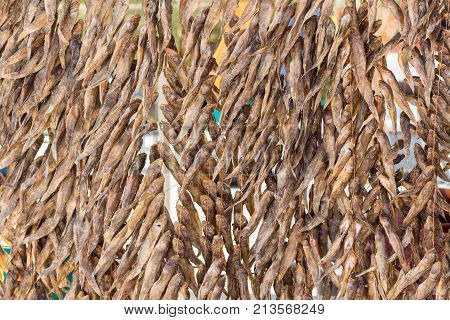 Fish preservation by drying in Ukraine. Azov sea.