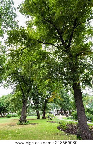 Old Trees In Vermanes Garden In Riga City
