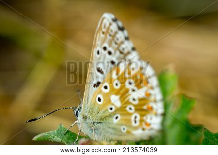 Close up of a colorful butterfly macro photo green