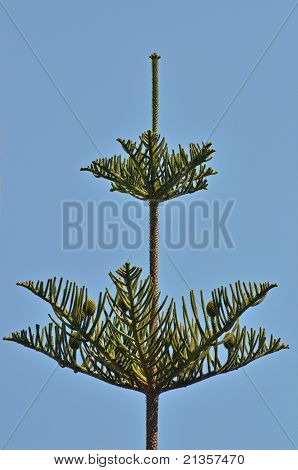 Araucaria chilensis