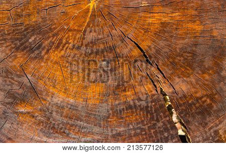 grunge wood pattern texture background close up