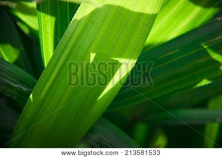 Green plants with sun rays in morning