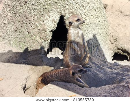 Zoo Funny Mammal Meerkat Suricate Animal Suricatta
