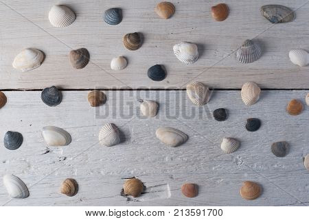 set of various sea shells on a wooden white background. pattern of sea shells