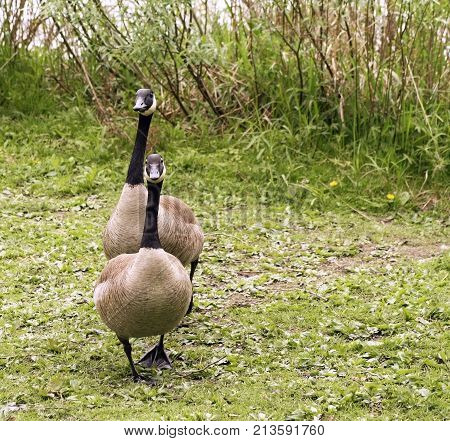 Breeding pair of Canada Geese walking on grass towards camera