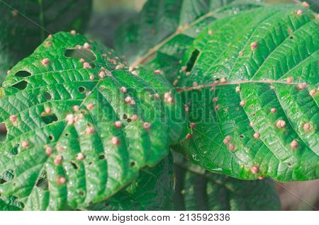 Leaf green leaf disease close up  color, design, drop, environment, field, foliage, forest, fresh, freshnes