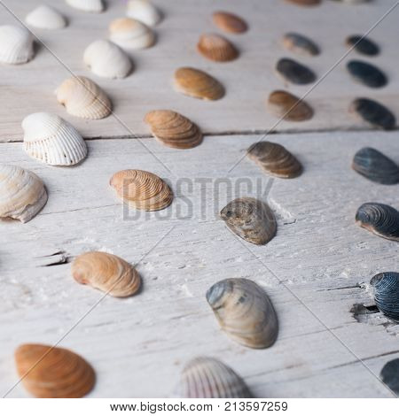 set of various sea shells on a wooden white background. pattern of sea shells