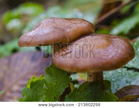 small edible autumn mushrooms honey agarics growing in the forest