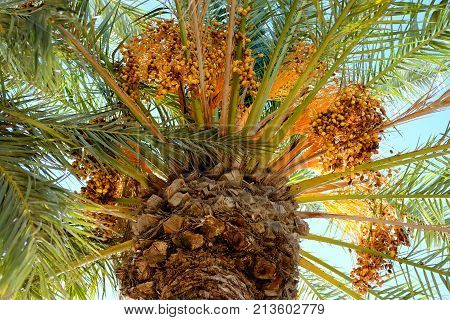 Close-up of Date palm or Phoenix dactylifera