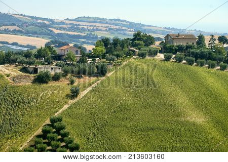 Rural landscape at summer along the road from Fermo to Monterubbiano (Marches italy)