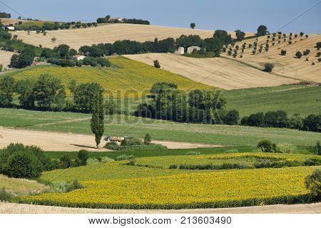 Rural landscape at summer along the road from Castelfidardo to Recanati (Ancona Marches italy)