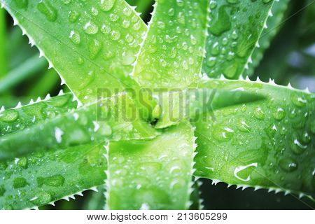 Aloe Vera Plant With Water Drops Close Up