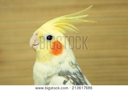 corella parrot with red cheeks and long feathers