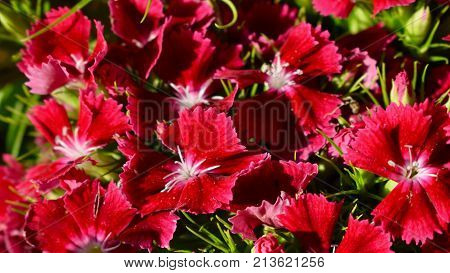 Closeup of Red Perennial summer garden Flower