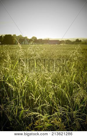country farming scene long grass around field of corn in early evening light
