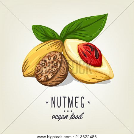 Realistic colour nutmeg with leaves and seeds. Vector icon of nuts isolated on background. Drawn vegan plant good for recipe book, booklet, card, menu or banner design.