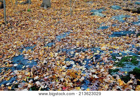 fall foliage in the woods during november wet leaves stream winter autumn