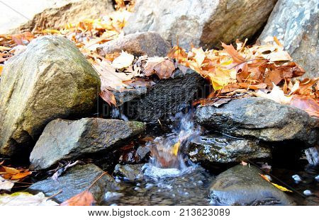 November foliage in the fall wet golden leaves in the woods flowing through a stream with rocks