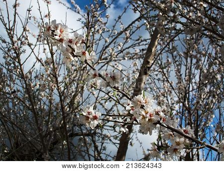 Blossoming Almond Trees