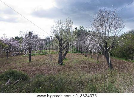 Blossoming Almond Trees