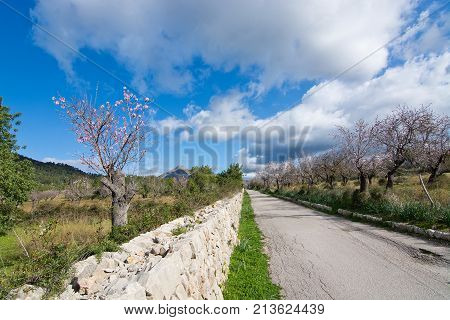 Blossoming Almond Trees